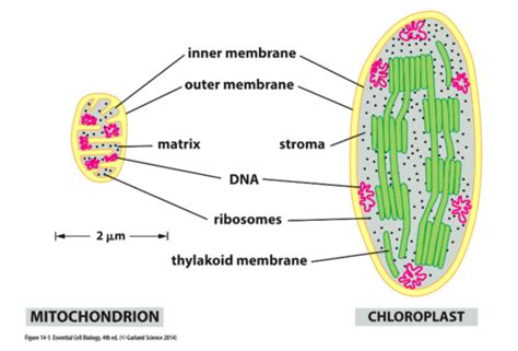 Unit. 5.1: Mitochondria & Chloroplasts Flashcards | Quizlet