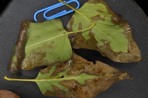 Lilac Tree Diseases Pictures Problems With Lilac Bushes Bodegawasuon