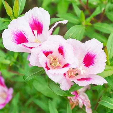 Clarkia Mix Flower Seeds – Plantohobby