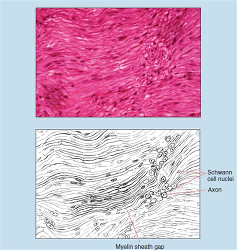 Chapter 7 Nervous Tissue Histology An Identification Manual