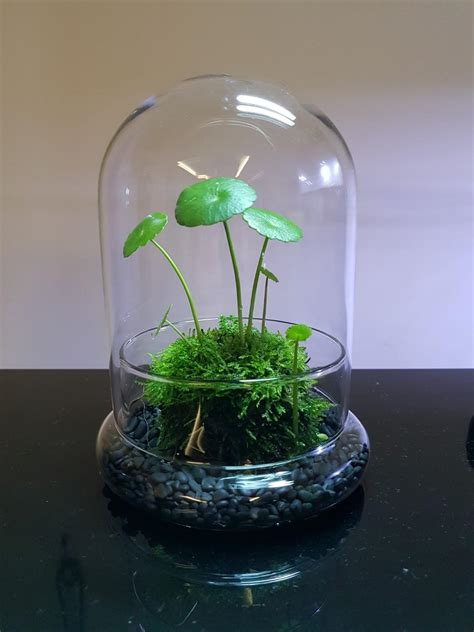 Wabi Kusa Indoor Plants Office Plants Aquatic Gift Terrarium