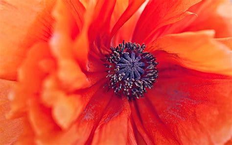 Flower Macro Stamens Pollen Poppy Pestle Hd Wallpaper Pxfuel