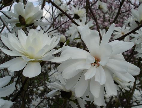 Magnolia × Loebneri Trees And Shrubs Online