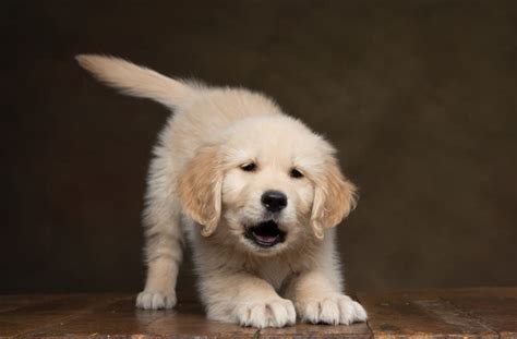 The 10 Easiest Dog Breeds To Train