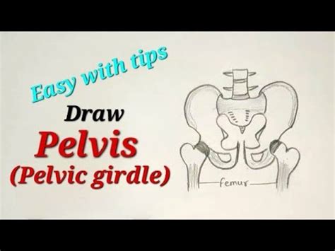 How To Draw Pelvic Girdle For EVS Science Pelvis Drawing For Class 5