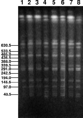 Pfge Profiles Of Genomic Dnas Of The Eight P Mirabilis Isolates