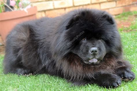 Large Fluffy Black Dog Breeds - dog.aircharterserviceplc.com