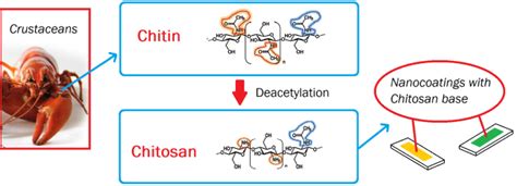 Chitin To Chitosan