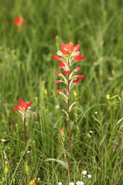 Indian Paintbrush Wildflowers Free Stock Photo - Public Domain Pictures