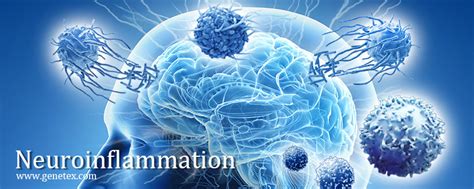 Neuroinflammation Genetex