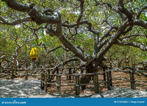 El Anacardo M S Grande Del S Del Mundo Pirangi Rio Grande Hace