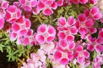 How to Grow Clarkia Wildflowers | LoveToKnow