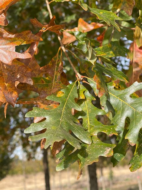 Quercus Lyrata Overcup Oak Moons Tree Farm