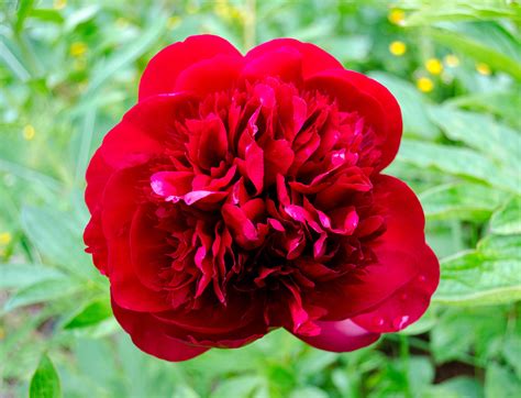 The Most Delightful Red Peony I Ever Did See Florallove Peony Red