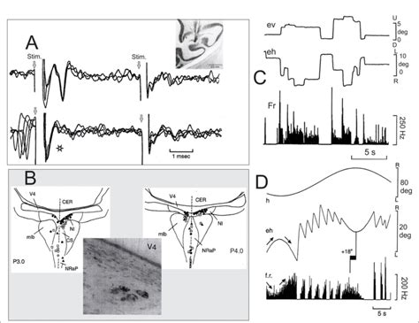 Figure E Characterization Of Neurons Of The Nucleus Incertus Nic