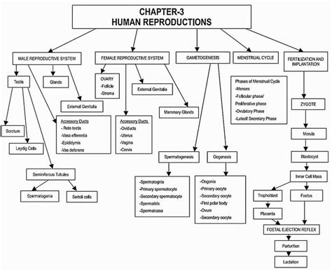 Class Th Biology Chapter Human Reproduction Ncert Quick Revision