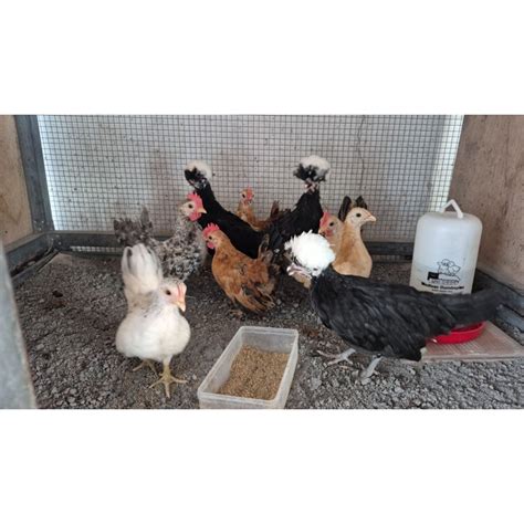 jual anak ayam kate  anak ayam jambul shopee indonesia