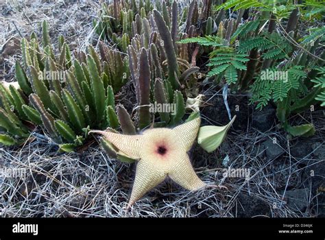 Starfish Flower Stapelia Grandiflora Makapu U Hawaii USA Stock Photo