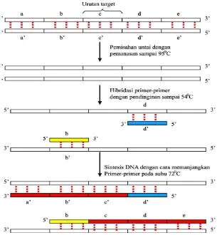 Struktur Dan Fungsi Dna Dan Rna