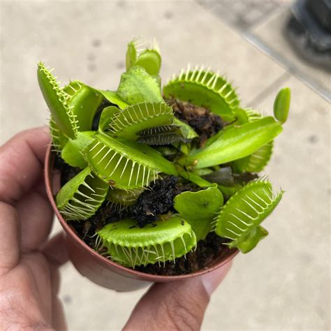 Venus Flytrap | Plant Mode