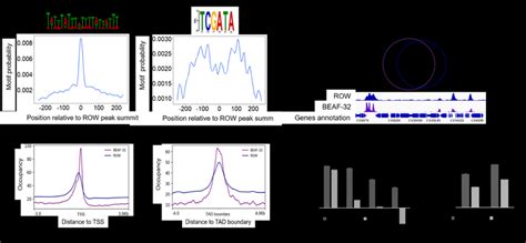 Row And Beaf 32 Chip Seq Profiles Relative To Tsss And Tads A Central