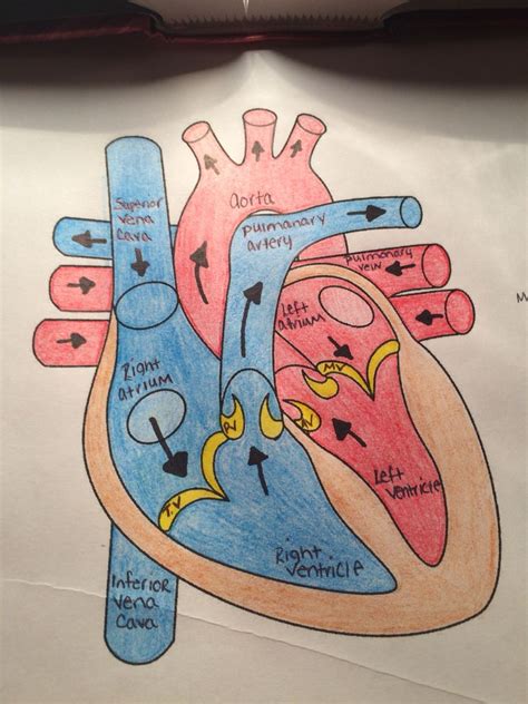 Labeled Heart With Blood Flow Heart Anatomy Drawing Human Heart