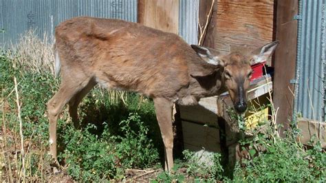 Fandg Detects 15 Deer With Chronic Wasting Disease In 2022 Kifi