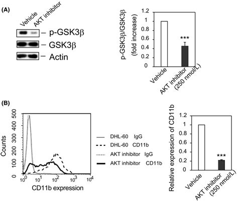 Akt Acts Upstream Of Gsk3β In Dhl‐60 Cells A Akt Is Responsible For