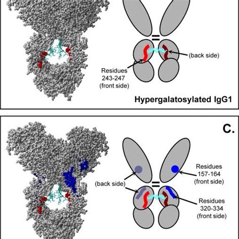 Fcriiia Binding To Igg A Relative Percent Fcriiia Binding For Each