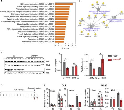 The Rna Binding Protein Nono Coordinates Hepatic Adaptation To Feeding