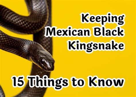 15 Essential Tips for Caring for a Mexican Black Kingsnake