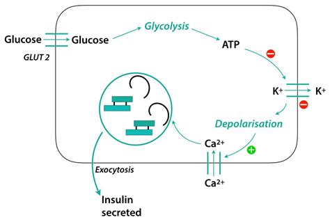 Insulin Secretion The Untold Story — Firstclass