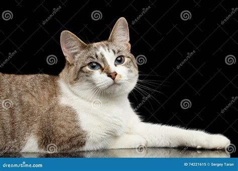 Cute White Cat Blue Eyes Curious Looks Black Background Stock Image Image Of Light