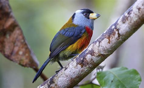 Descubre Las Aves Más Hermosas Del Mundo En El Día Mundial De La