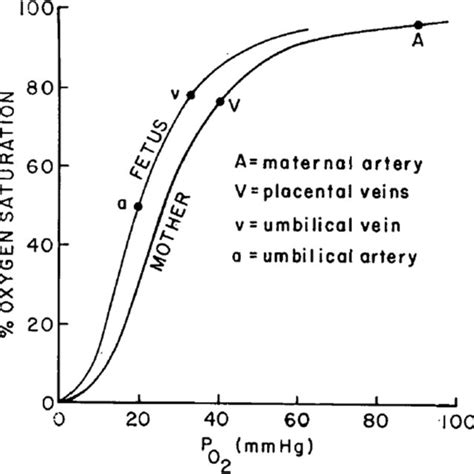 Oxyhemoglobin Dissociation Curves Of Maternal And Fetal Blood The