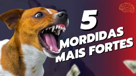 5 RAÇAS DE CACHORRO AS MORDIDAS MAIS FORTES DO MUNDO JÁ PENSOU