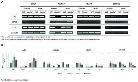 Rt Pcr Analysis A Genes Expression In Various Tissues Of Mice B