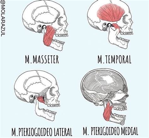 Pin De Adrii Vega Em Odonto