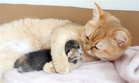 子猫にいつも触れていたい母猫。そんな愛情いっぱいの母猫に子猫も安心しているようで、幸せそうな姿を見せてくれた♡ エウレカ！