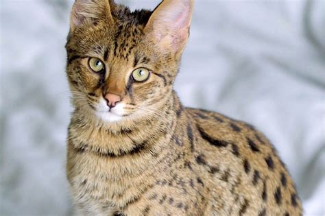 Most Dangerous Cat Breeds Flipboard