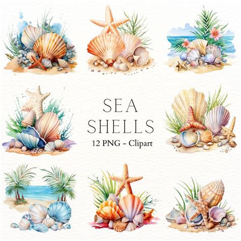 Amy Carter On Instagram Coastal Seashell Clipart Set 12 Vibrant