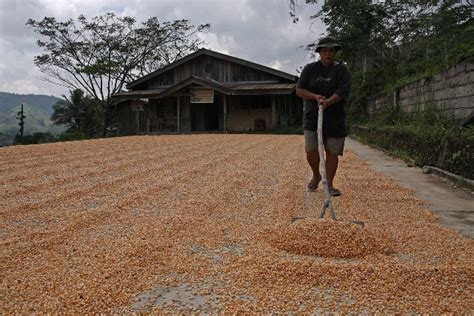 Drying Corn