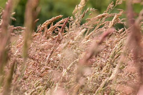 Free Images Plant Lawn Meadow Prairie Flower Wildlife Crop