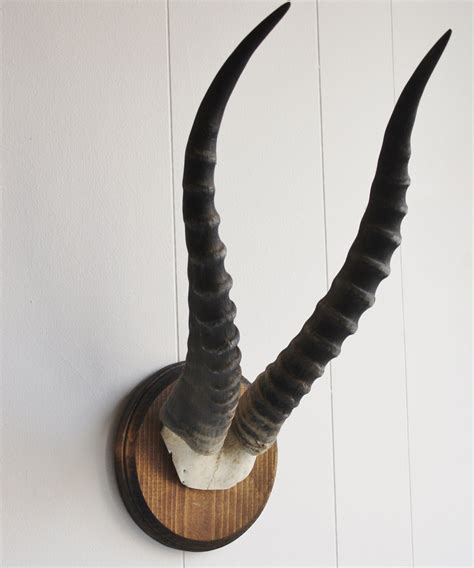 Blesbok Horns – High Street Market