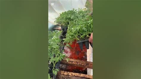 Infertis серное удобрение, для улучшения почвы - YouTube