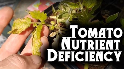 Nitrogen Deficiency In Tomato Plants