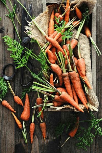 A Beginner S Guide To Growing Carrots Indoors In 5 Easy Steps