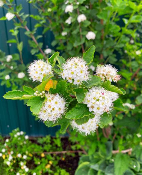 12 Beautiful Shrubs To Grow In Pots