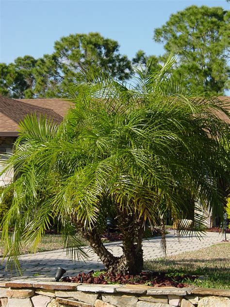 Xl Miniature Date Palm Tree Phoenix Roebelenii Urban Palms