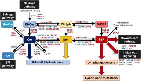 The Dynamics Of S P And Ceramide Synthesis Pathway The Gene